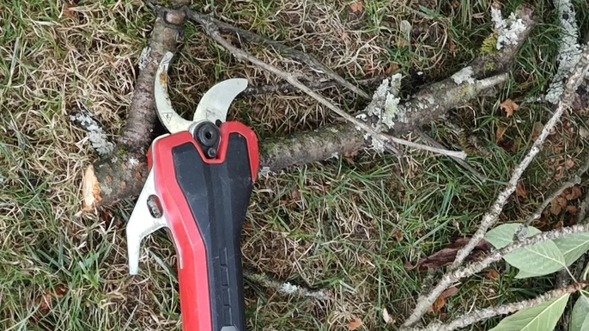 Schneidkopf der Einhell GP-LS 18/35 Li BL-Solo an einem Ast im Garten